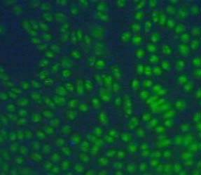 Cells fluorescently labeled with Oct4 pluripotency marker