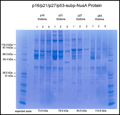 TSP nusA protein gel