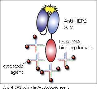 anti-her2 scfv-lexa-cytotox